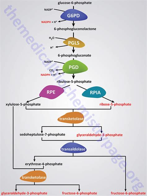 Pentose Phosphate Pathway - The Medical Biochemistry Page