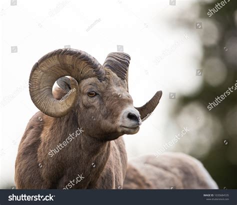 38,738 White Ram Animal Images, Stock Photos & Vectors | Shutterstock