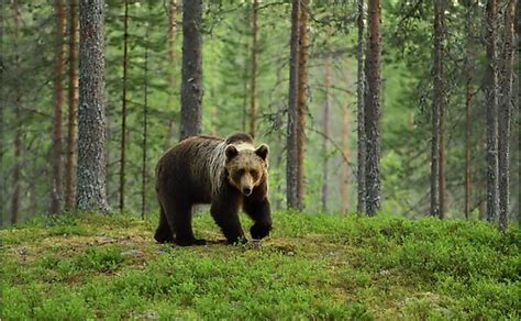 10 Animals Found In Romania - WorldAtlas