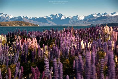 Flowering of Lupins in Lake Tekapo, New Zealand | Amusing Planet