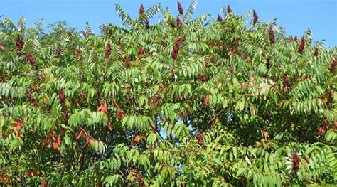 Sumac Trees: Types, Leaves, Berries (Pictures) - Identification Guide