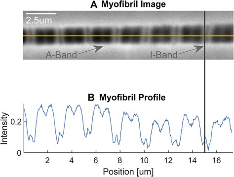 46+ Actin Myosin Diagram - SherleneClair