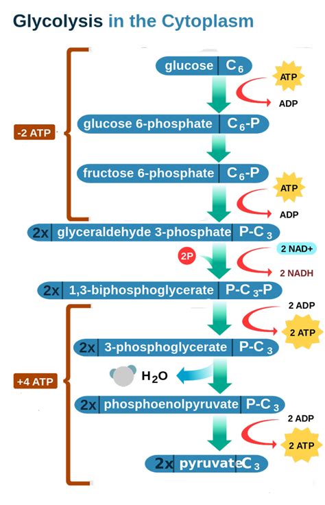 [DIAGRAM] Enzymatic Diagram Of Glycolysis - MYDIAGRAM.ONLINE