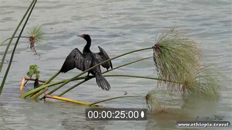 Ethiopia - Lake Tana Birds - YouTube