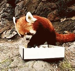 Red Pandas Are My Fave GIF - Yes Love Food - Discover & Share GIFs