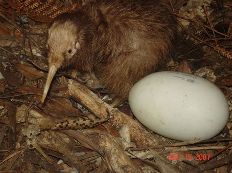 The kiwi’s egg is huge. In proportion to its body size, the female kiwi ...