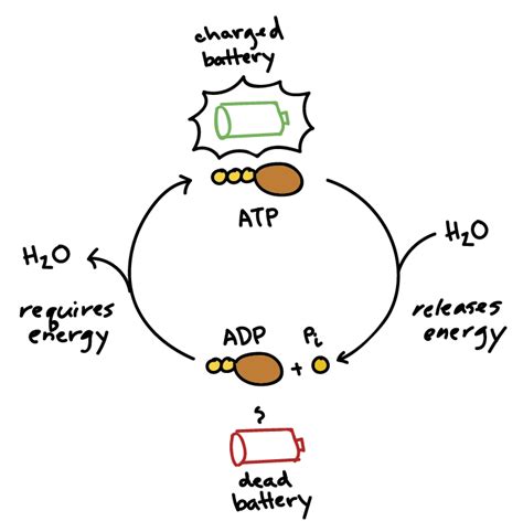 Chemical Equation Synthesis Of Atp - Tessshebaylo