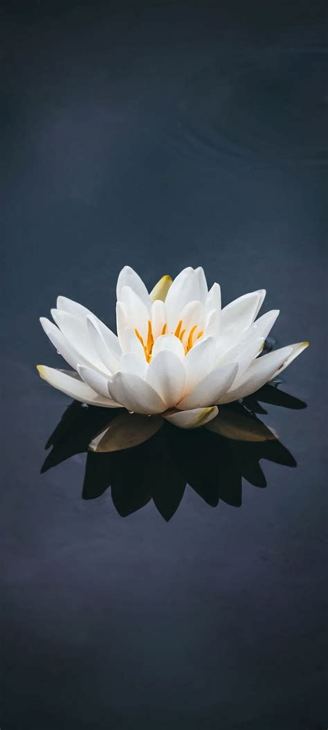 White Lotus, best, colourful flowers, flower, flowers, garden, nature ...