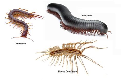 Millipede Infestation