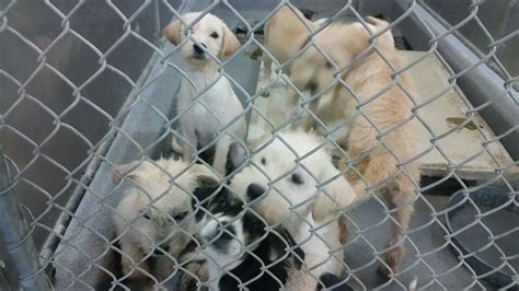 URGENT Baytown Animal Shelter is full. Rescue and Adoption needed ...