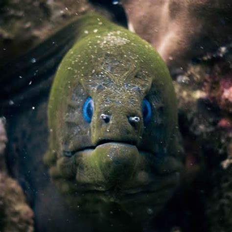 Giant Moray Eel - Big Blue Diving Koh Tao