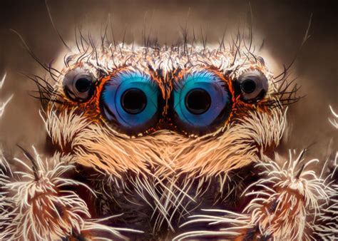 See 15 Crazy Animal Eyes — Rectangular Pupils to Wild Colors | Animals ...