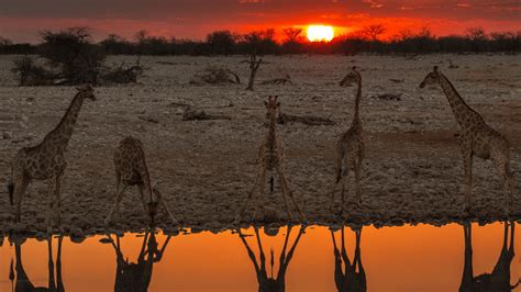 Etosha National Park, Namibia: Ultimate Visitor's Guide