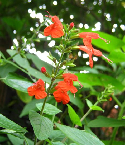 Salvia coccinea - Victorian Salvia Study Group