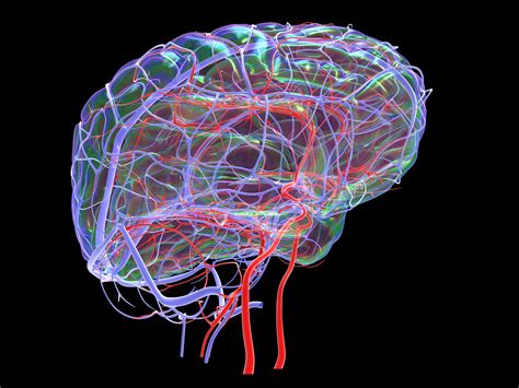 Anterior Cerebral Artery: Anatomy, Function, and Significance