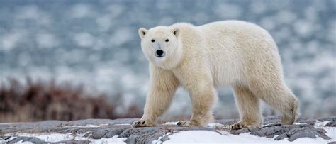 Wildlife in Greenland - Types of Greenlandic Animals - A-Z Animals