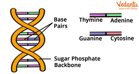 DNA for Kids: Learn Definition, Structure, Functions & Facts