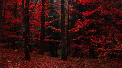 Forest Red Wallpapers - Wallpaper Cave