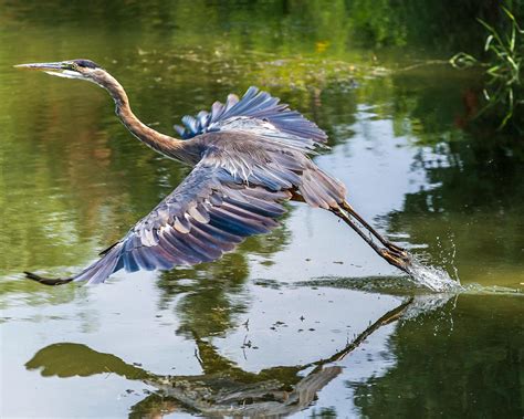 Great Blue Heron taking flight : birdwatching