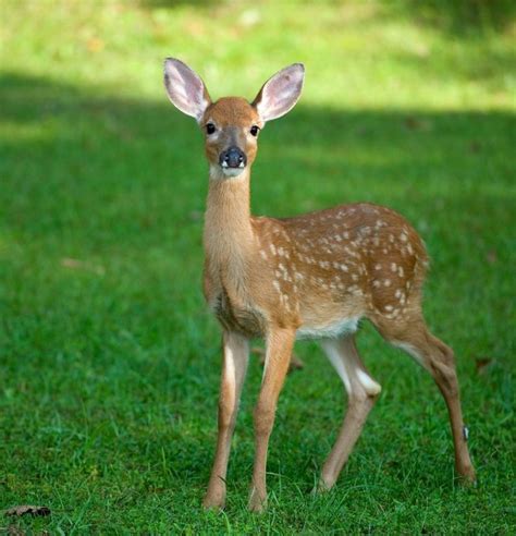 Fawn (Baby Deer) Information and Photos | Deer photos, Deer pictures ...