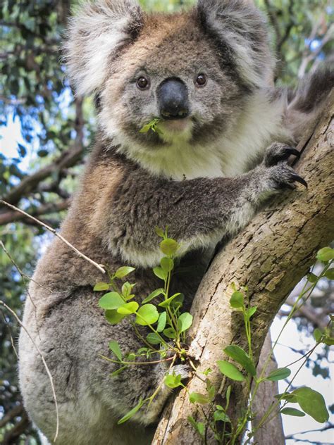 Koala - The Australian Museum