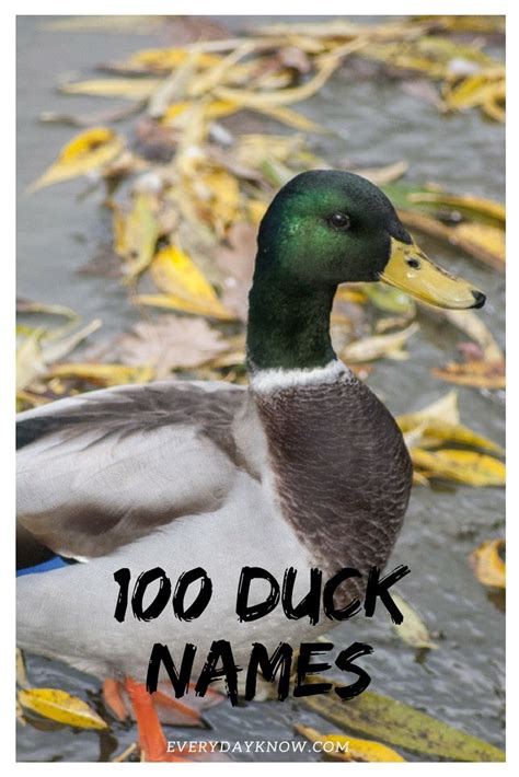 100 Duck Names | Pet ducks