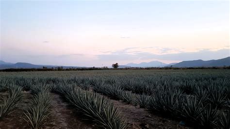 How to Get to Tequila: From Agave Fields to Historic Distilleries