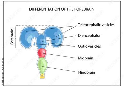 Differentiation of the forebrain. Differentiation of the Telencephalon ...