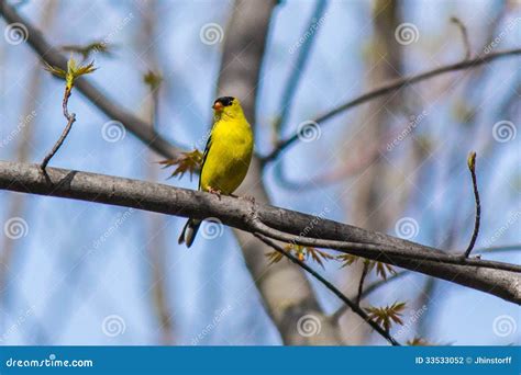 Male Goldfinch in Breeding Plumage Stock Photo - Image of bright, upper ...