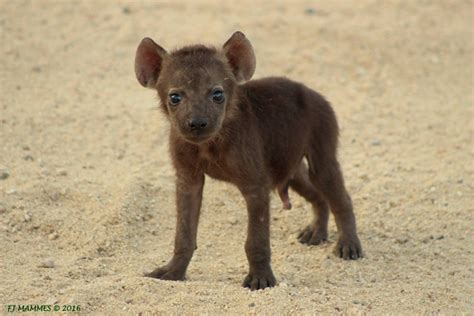 Curious hyena cubs & facts about hyenas - Africa Geographic