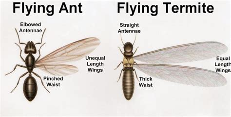 can someone please look at this and tell me it isn't a termite, found ...