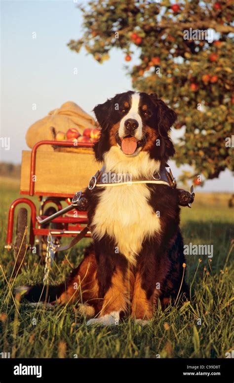 Bernese Mountain Dog pulling cart with apples Stock Photo - Alamy