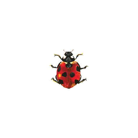 Lucky Ladybug by J6R6 from Tattly Temporary Tattoos