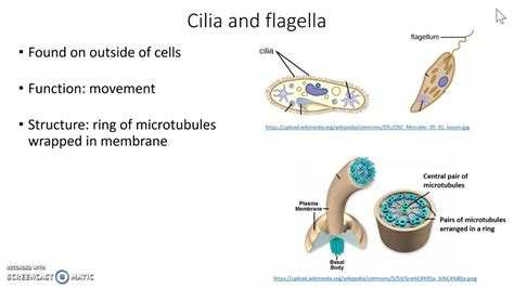 Cilia and flagella - YouTube