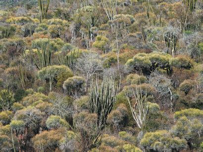 Biodiversity in Madagascar’s Thorn Forest | Meer