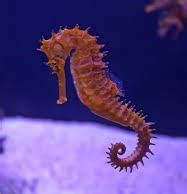 Great Seahorse Migration - SRIRAM's IAS