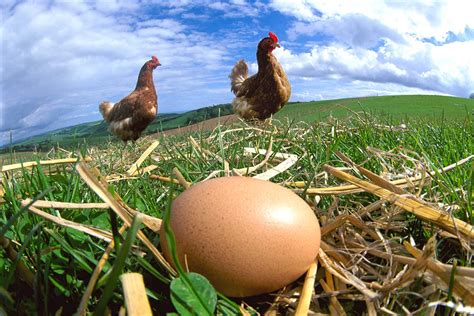 Which came first, the chicken or the egg? | New Scientist