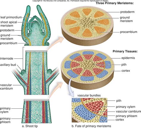 Meristematic Tissue Chart - DiagramSketch