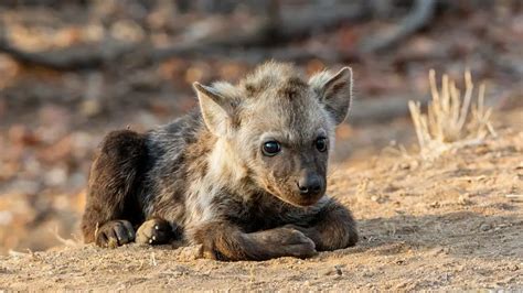 Spotted Hyena Pup