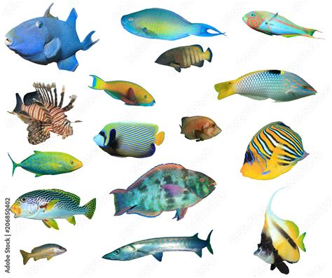 Collection tropical reef fish isolated. Fish species cutout on white ...