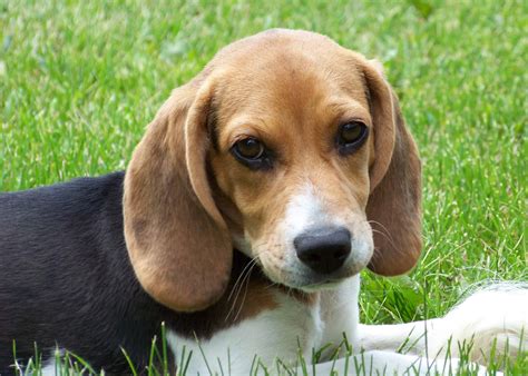 Beagle Breed Info, Wallpapers & Puppy Videos