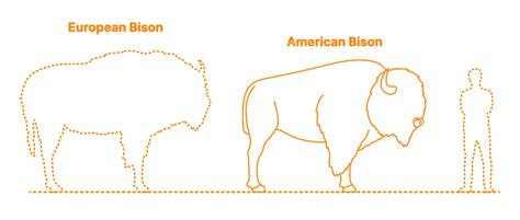 American Bison (Bison bison) Dimensions & Drawings | Dimensions.com