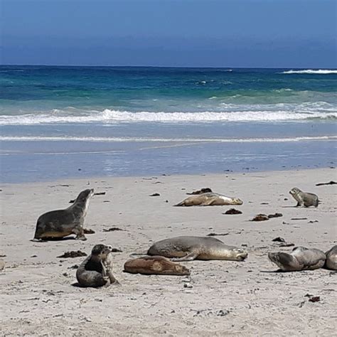 Seal Bay Conservation Park - Seal Bay, SA