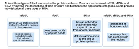 Three Types Of Rna And Their Functions