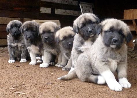 Anatolian Shepherd Mix Puppies - Plabor