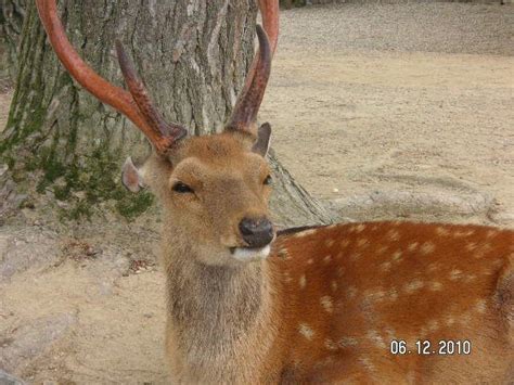 Sacred Deer at Nara, Japan | Animals, Japan, Sacred