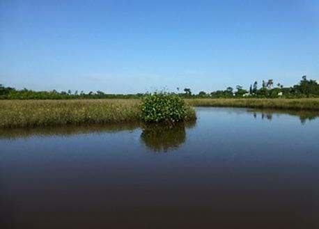 Which Tidal Creeks Make the Best Snook Habitats? | FWC