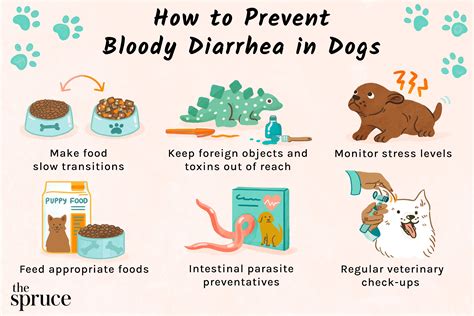 What Causes Blood In Puppys Stool