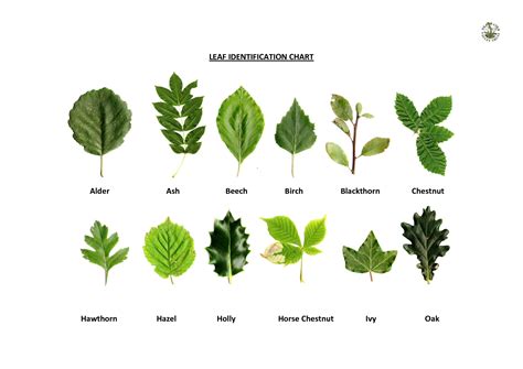 Oak leaf identification, Tree leaf identification, Leaf identification