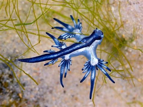 9 Cool Blue Sea Dragon Facts (Glaucus atlanticus) - Fact Animal